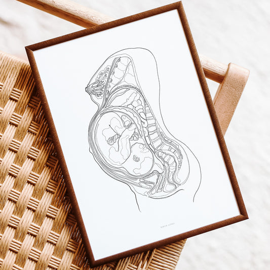 The Pregnancy Anatomy poster